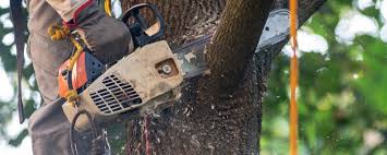 Best Tree and Shrub Care  in Hamilton Square, NJ