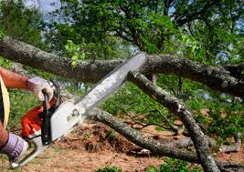 How Our Tree Care Process Works  in  Hamilton Square, NJ