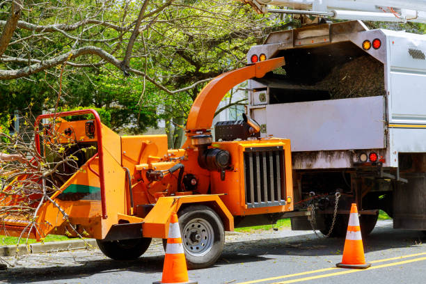 Best Storm Damage Tree Cleanup  in Hamilton Square, NJ