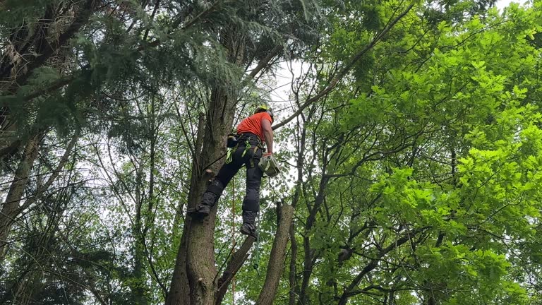 Best Root Management and Removal  in Hamilton Square, NJ