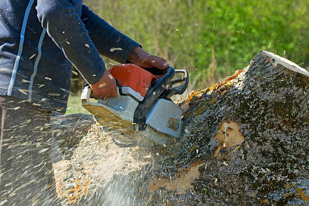 Best Palm Tree Trimming  in Hamilton Square, NJ