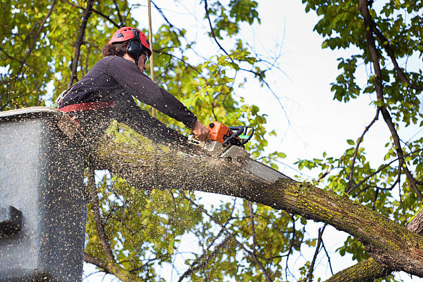 Best Tree Risk Assessment  in Hamilton Square, NJ